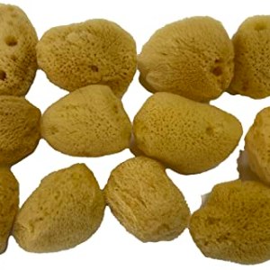 Natural Sea Silk Sponges 12ct, Soft Texture, Cosmetic Application