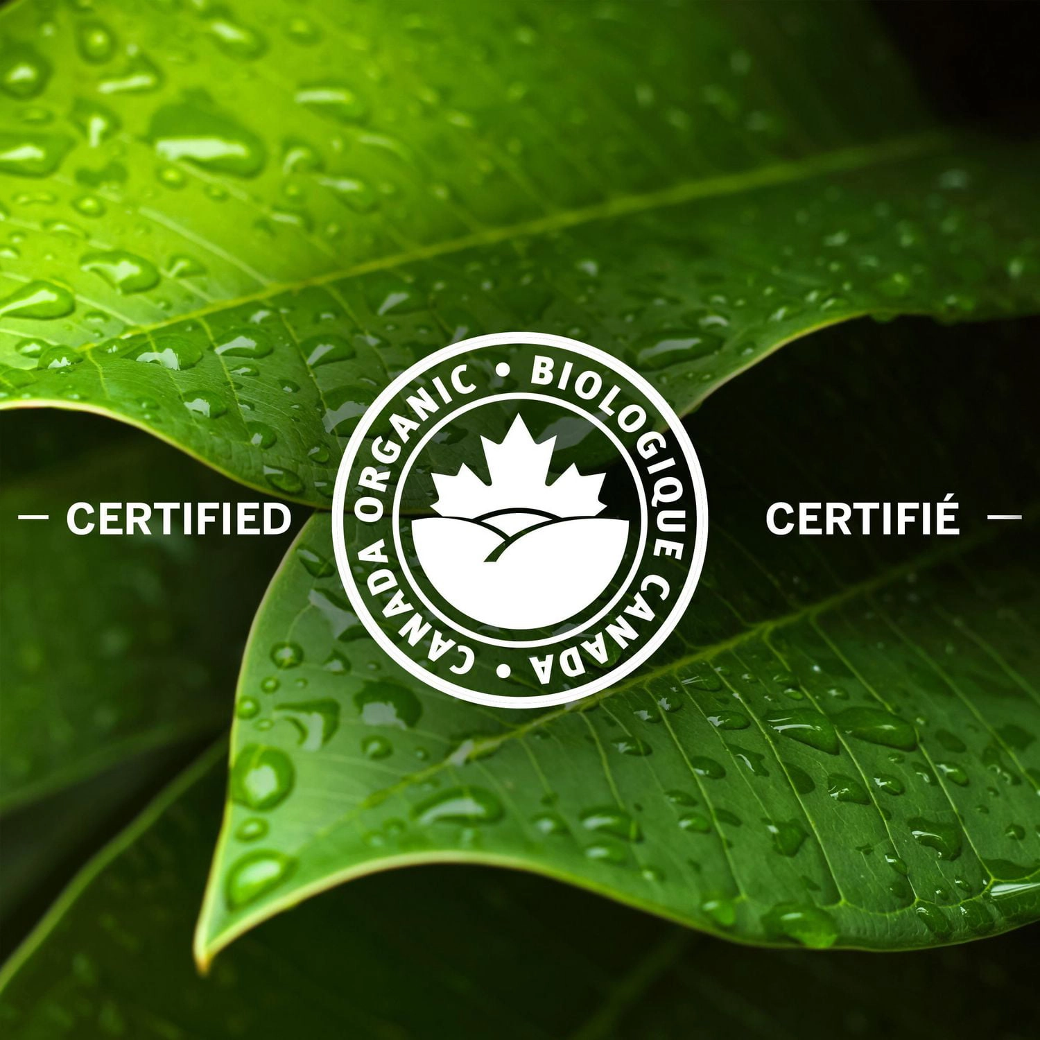 NABOB Organic Gourmet Blend Ground Coffee 915g - Image 4