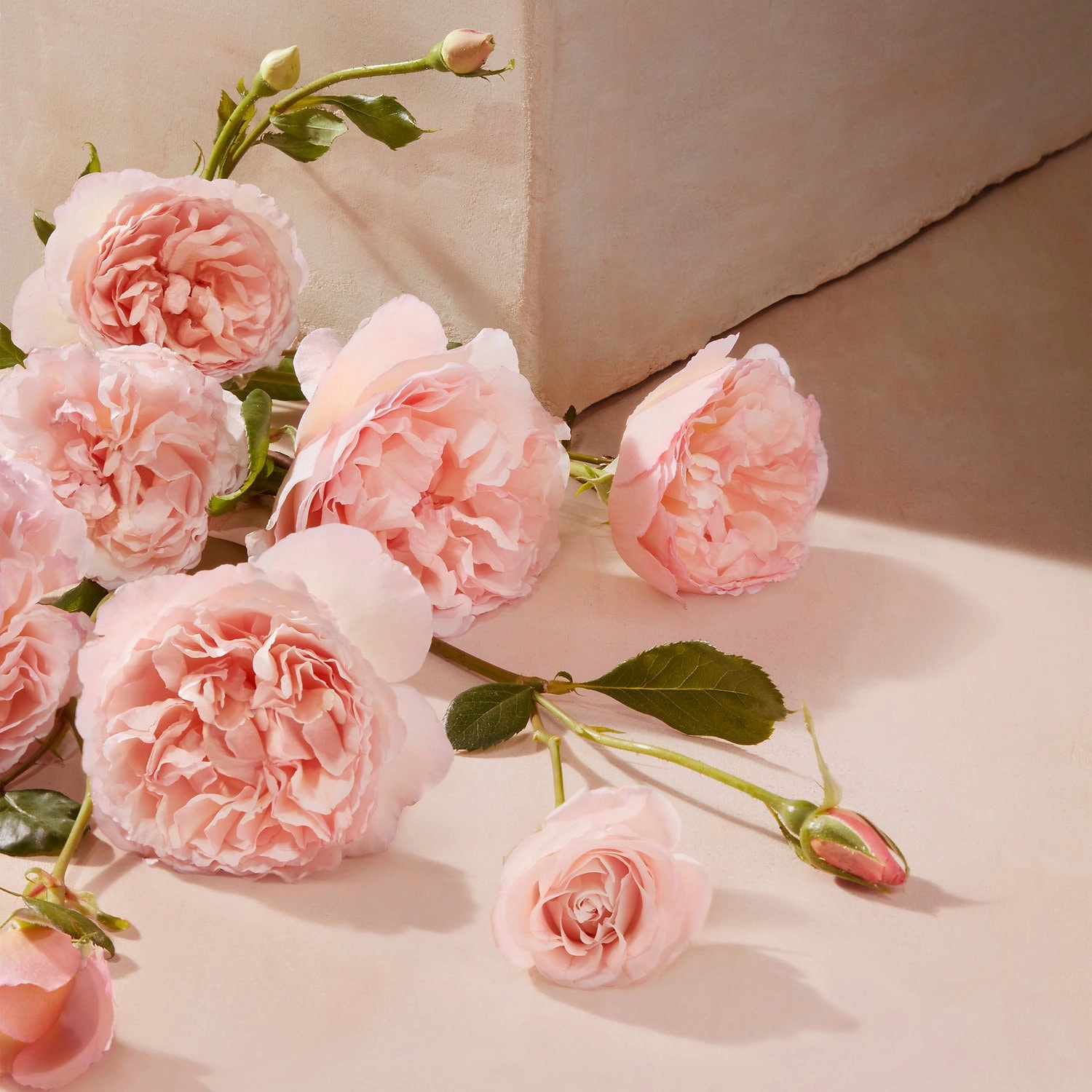 Chloé Roses De Chloé Eau de Toilette 1.7 oz/50 mL Floral Layerable Scent - Image 3