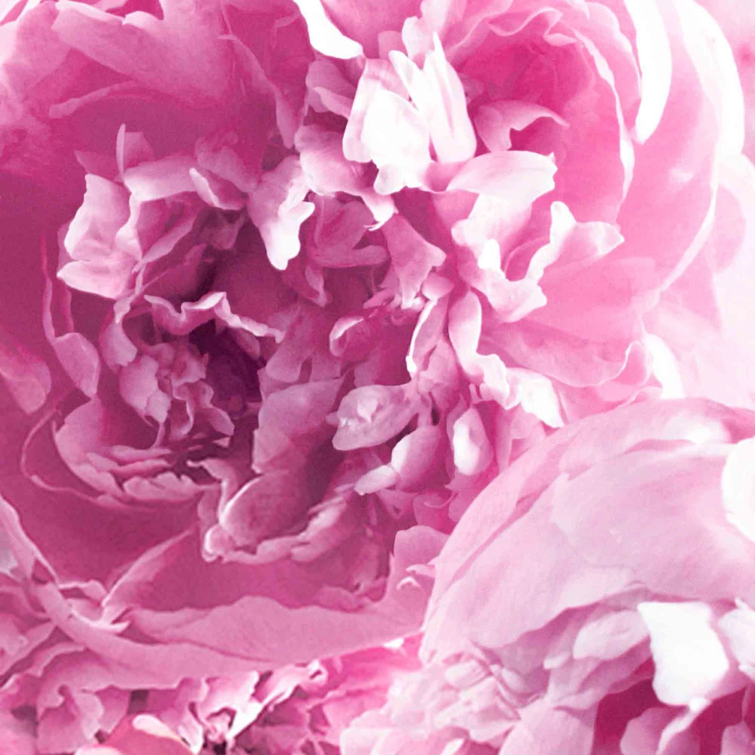 Jo Malone London Peony & Blush Suede Body Crème 5.9 oz/175 mL - Image 4