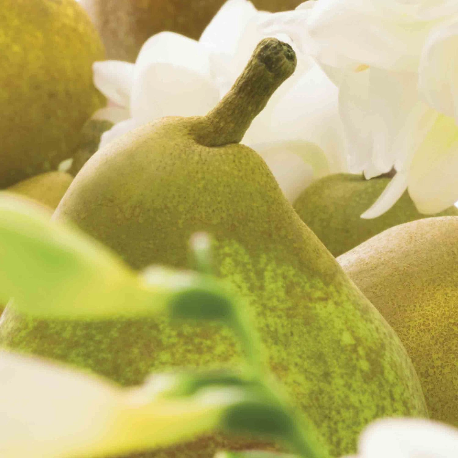 Jo Malone London English Pear & Freesia Body Crème 5.9 oz/175 mL Floral Fruity - Image 4