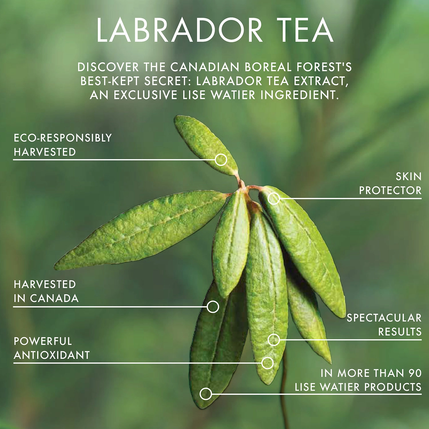 Lise Watier Rouge Gourmand Lipstick Color: Marmelade - Image 2