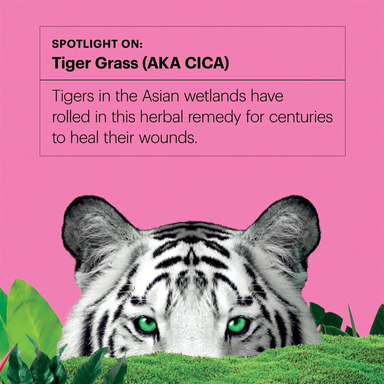 Dr. Jart+ Cicapair™ Tiger Grass Calming Gel Cream Moisturizer for Redness - 1.69 oz/50 mL - Image 7