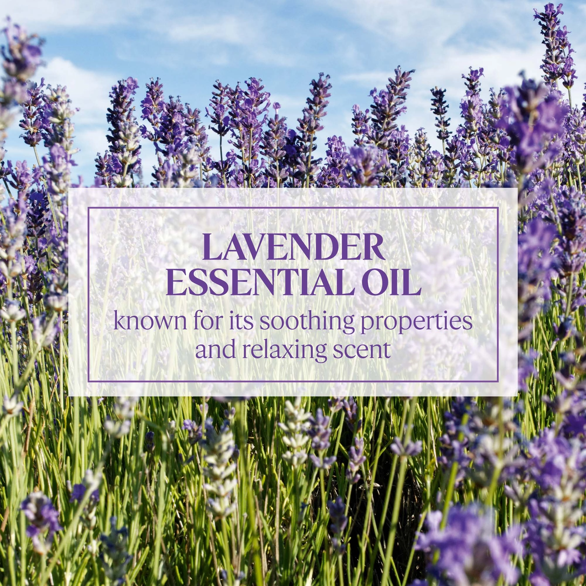 L'Occitane Mini Hand Cream Lavender Scent for Dry Skin - Image 3