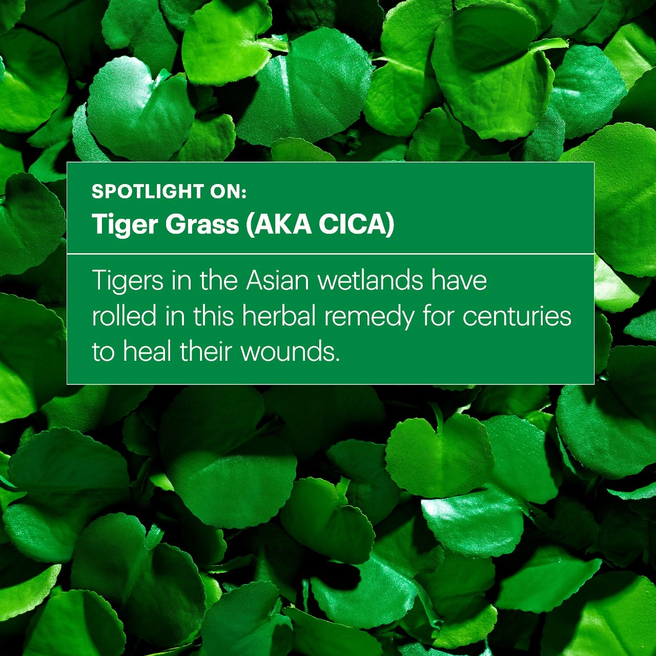 Dr. Jart+ Cicapair™ Tiger Grass Serum - Image 6