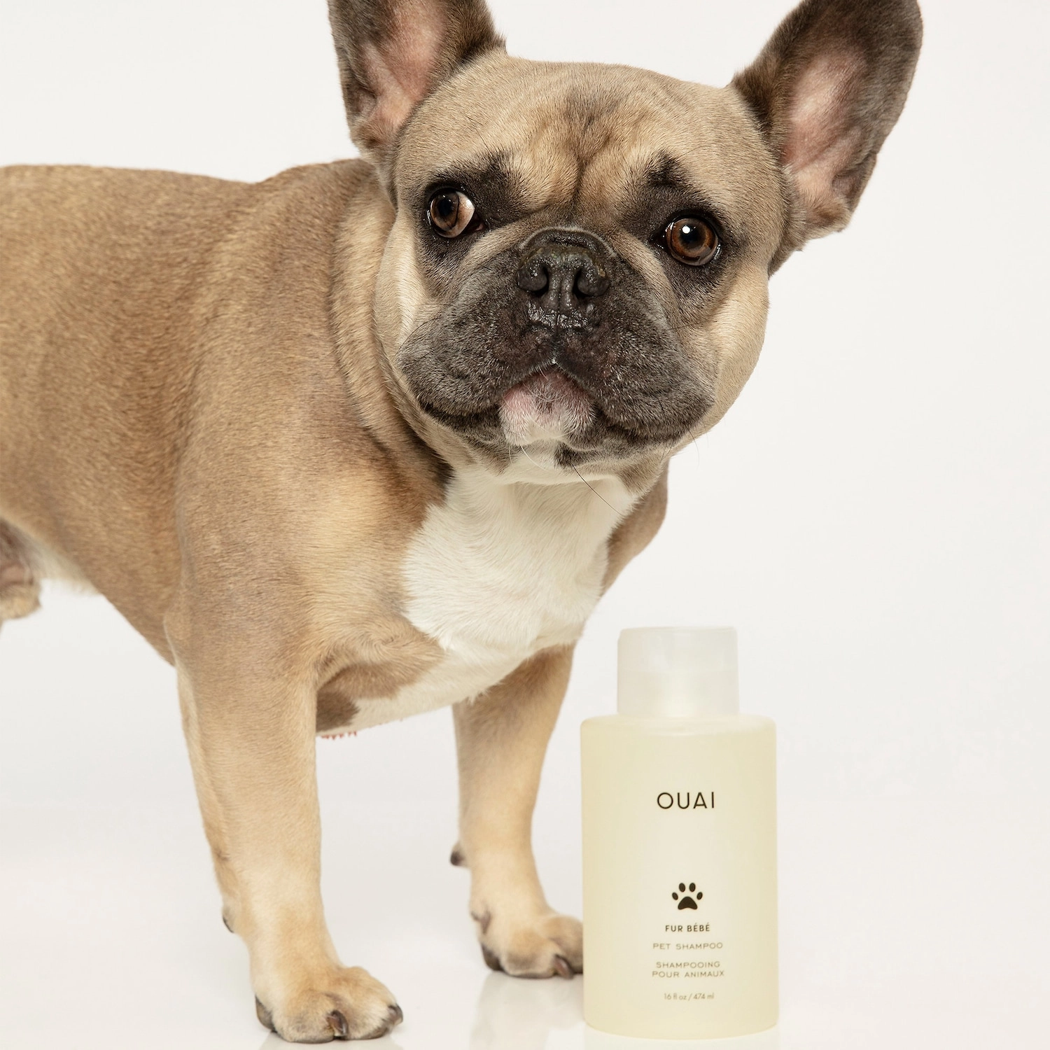 OUAI Pet Shampoo 16 oz/474 mL Vegan Without Parabens Sulfates SLS & SLES - Image 2