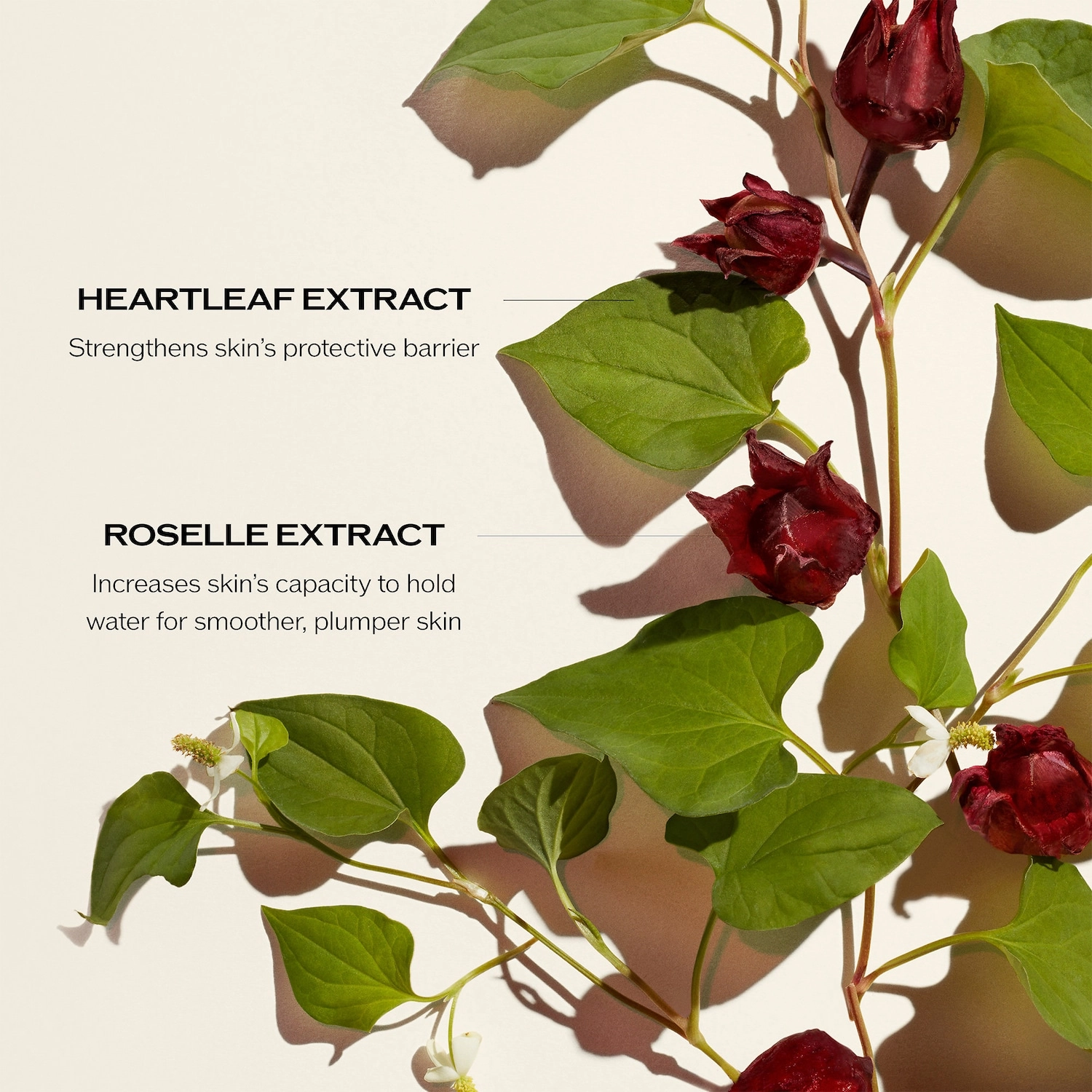 Shiseido Ultimune Power Infusing Concentrate 1 oz/30 mL Refill - Anti-Aging, Dryness, Dark Spots - Image 7