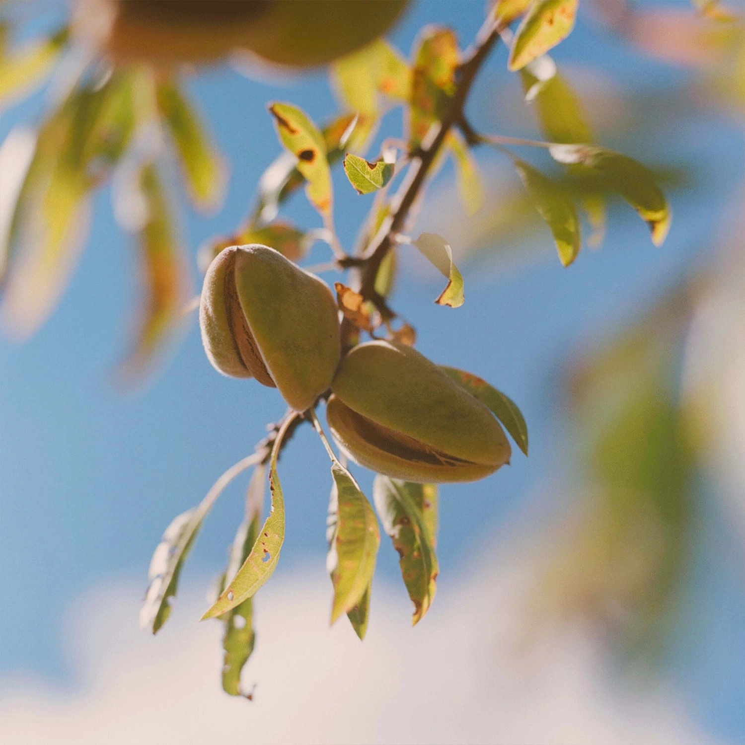 L'Occitane Refillable Shower Oil with Almond Oil, 8.4 oz/250 mL - Image 3